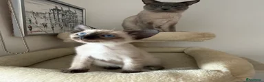 Siamese Kitten 2