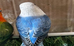 Lovebirds birds for sale: Beautiful Opline lovebirds in Birmingham - Image 6