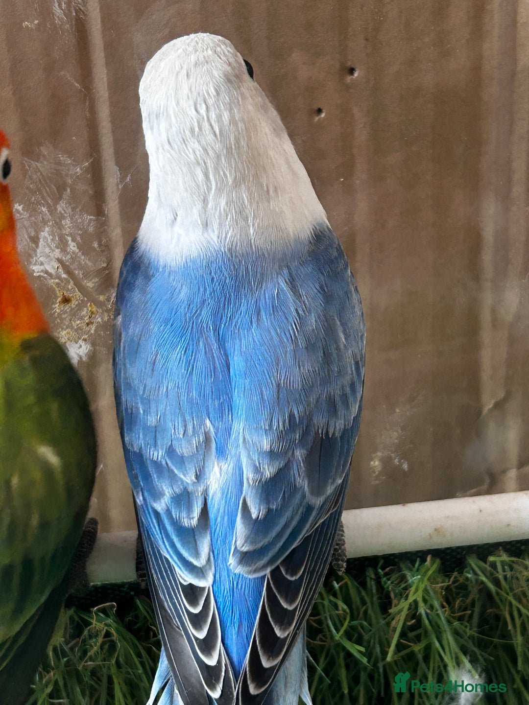 Lovebirds birds for sale: Beautiful Opline lovebirds in Birmingham - Image 6