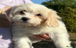 Cavachon dogs for sale: Cavachon puppies  - Image 20