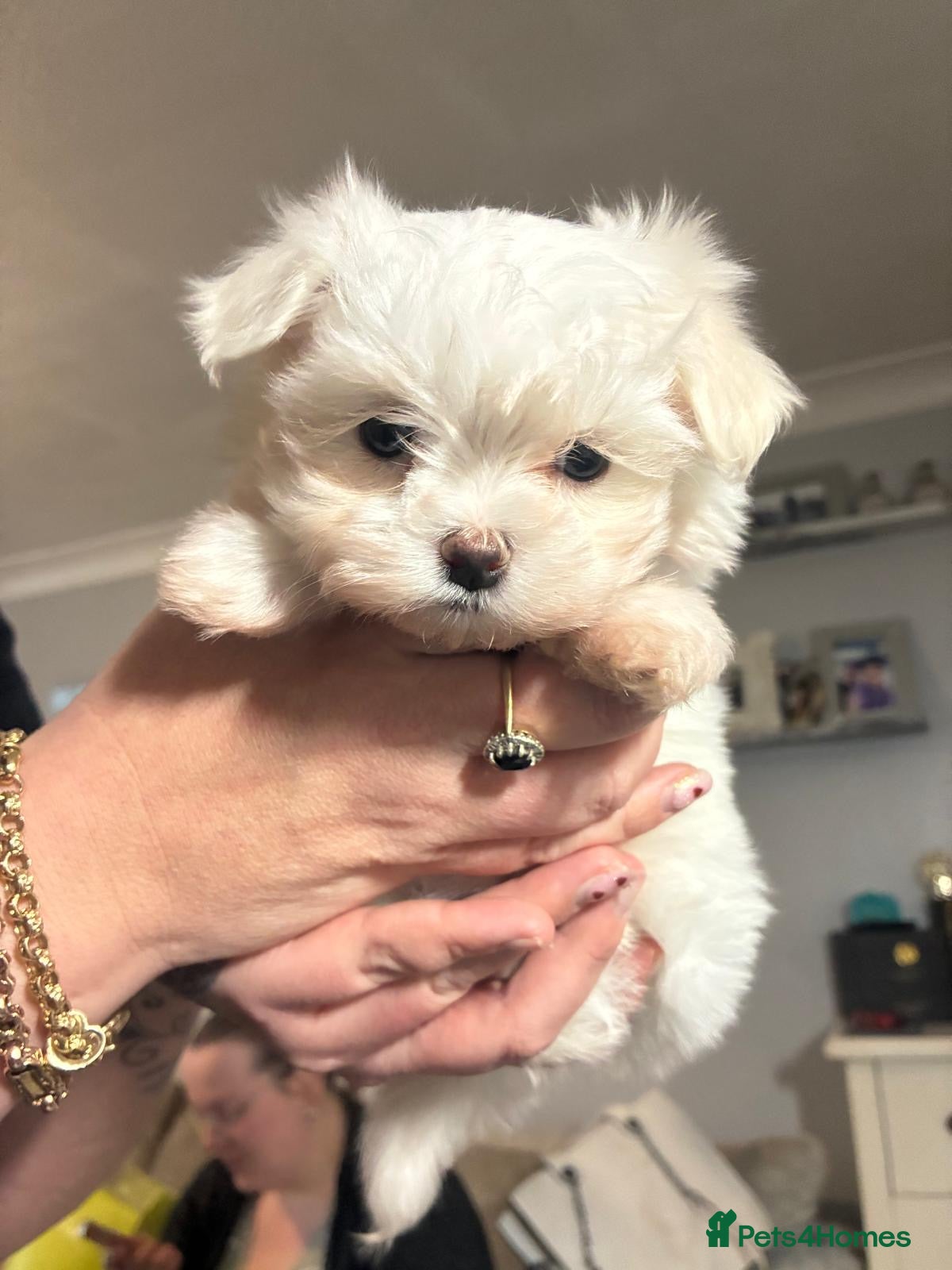 Maltese dogs stunning Korean Maltese puppies - Advert 11