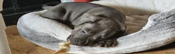 Mixed Breed dogs for sale: 2 gorgeous blue eyed boys .cane corso x great dane - Advert 3