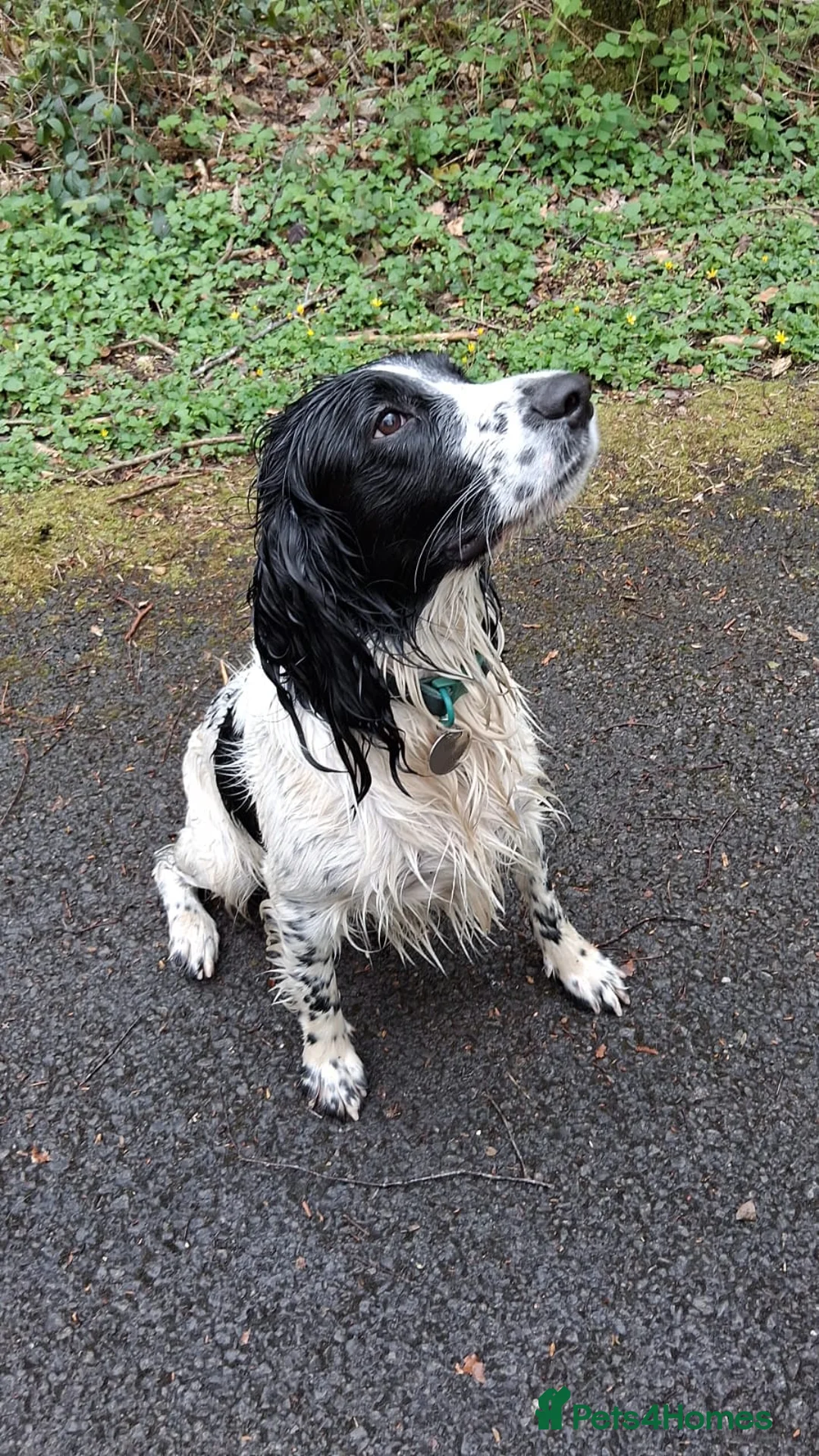 English Springer Spaniel dogs for stud: Beautiful Proven Springer Spaniel for stud. in Abertillery - Advert 7