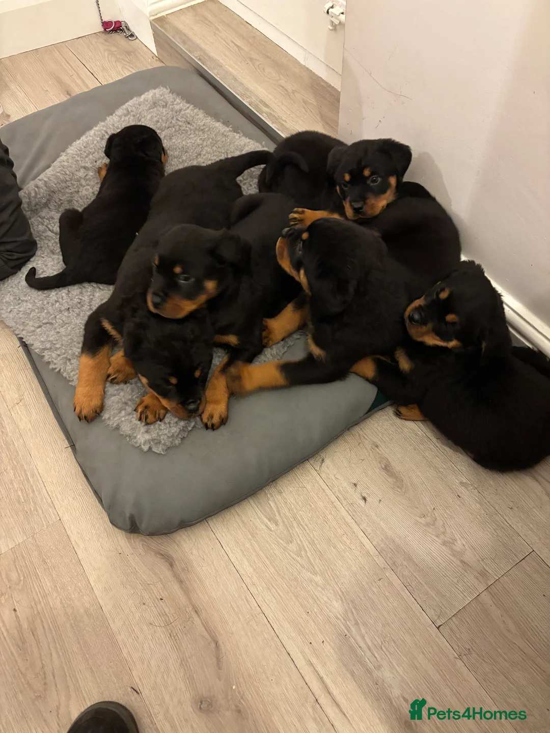 Rottweiler dogs for sale: 🐾🐶 beautifulRottweiler puppies 3 Girls Left🐶🐾 - Advert 5