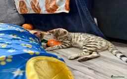 Bengal cats for sale: Stunning TICA 5 Generation Pedigree Kittens - Image 6
