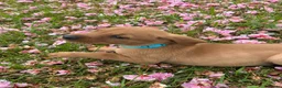 Mixed Breed dogs for sale: 8 beautiful red Vizslador puppies vizsla Labrador  in Ipswich - Advert 25