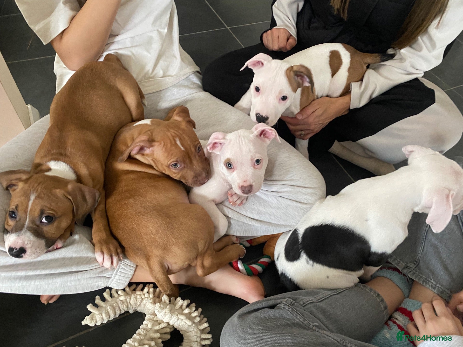 Mixed Breed dogs for sale: 2 boys & 3 girls Ready to go🏡💕 - Advert 3