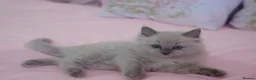 Ragdoll cats for sale: Beautiful Ragdolls  in Oldbury - Advert 18