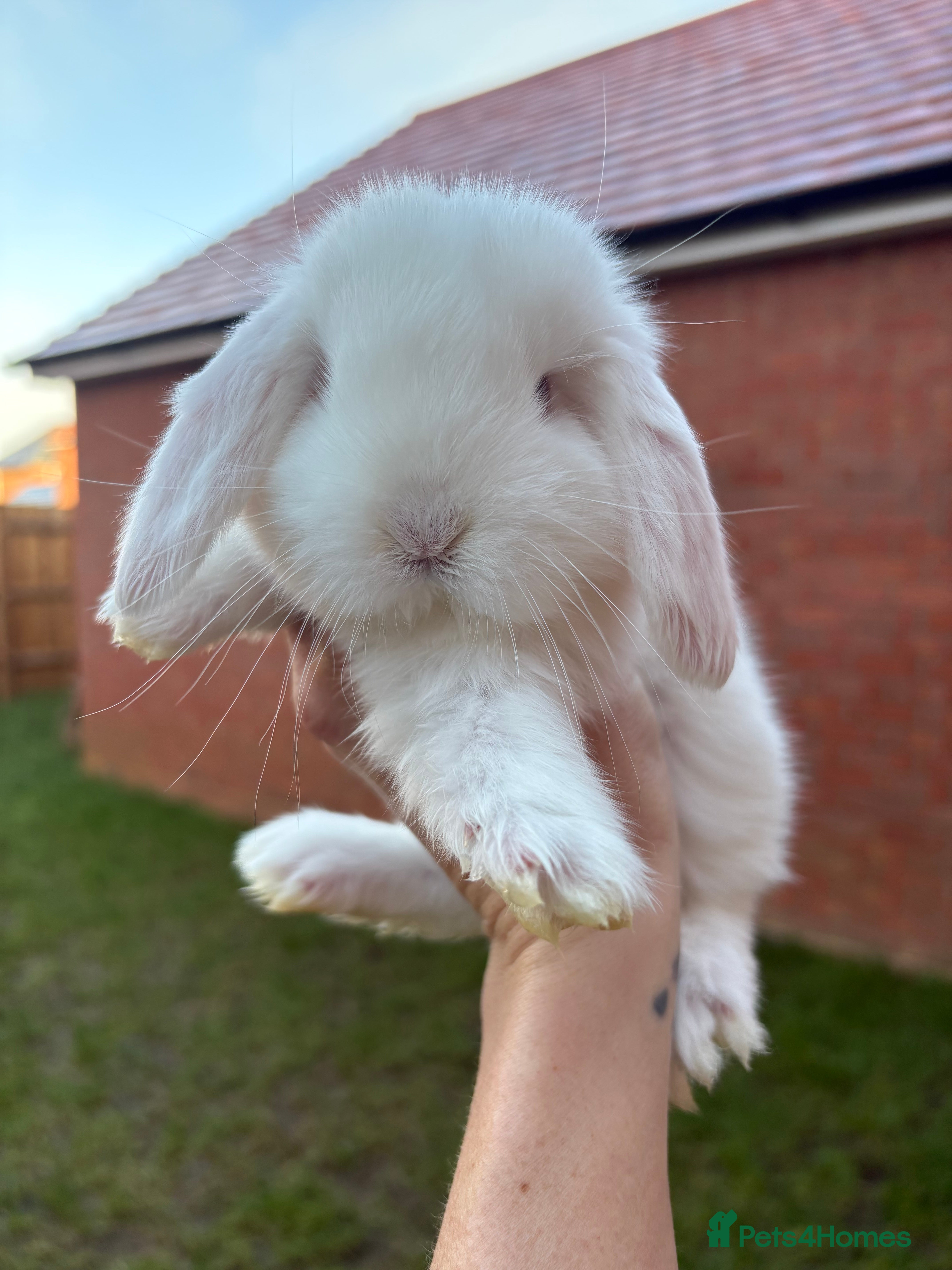 French Lop rabbits REW French Lop - Advert 1