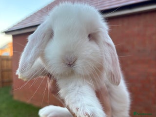 French Lop rabbits REW French Lop - Advert 1