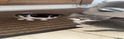 Mixed Breed cats for sale: Adorable kittens looking for their new home - Advert 13