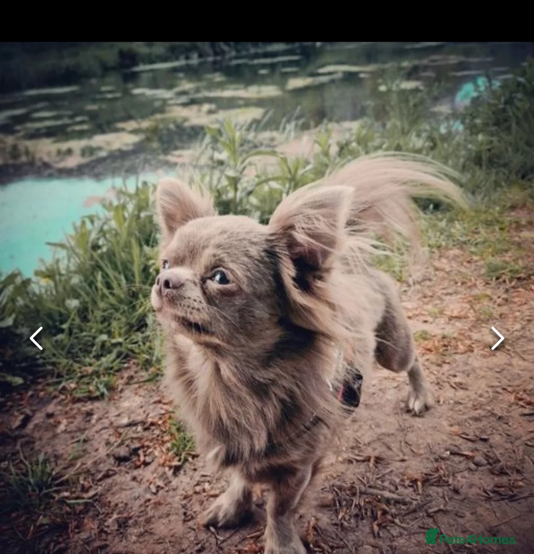 Chihuahua dogs for stud: Quality Russian import LC KC for stud in Torquay - Advert 3