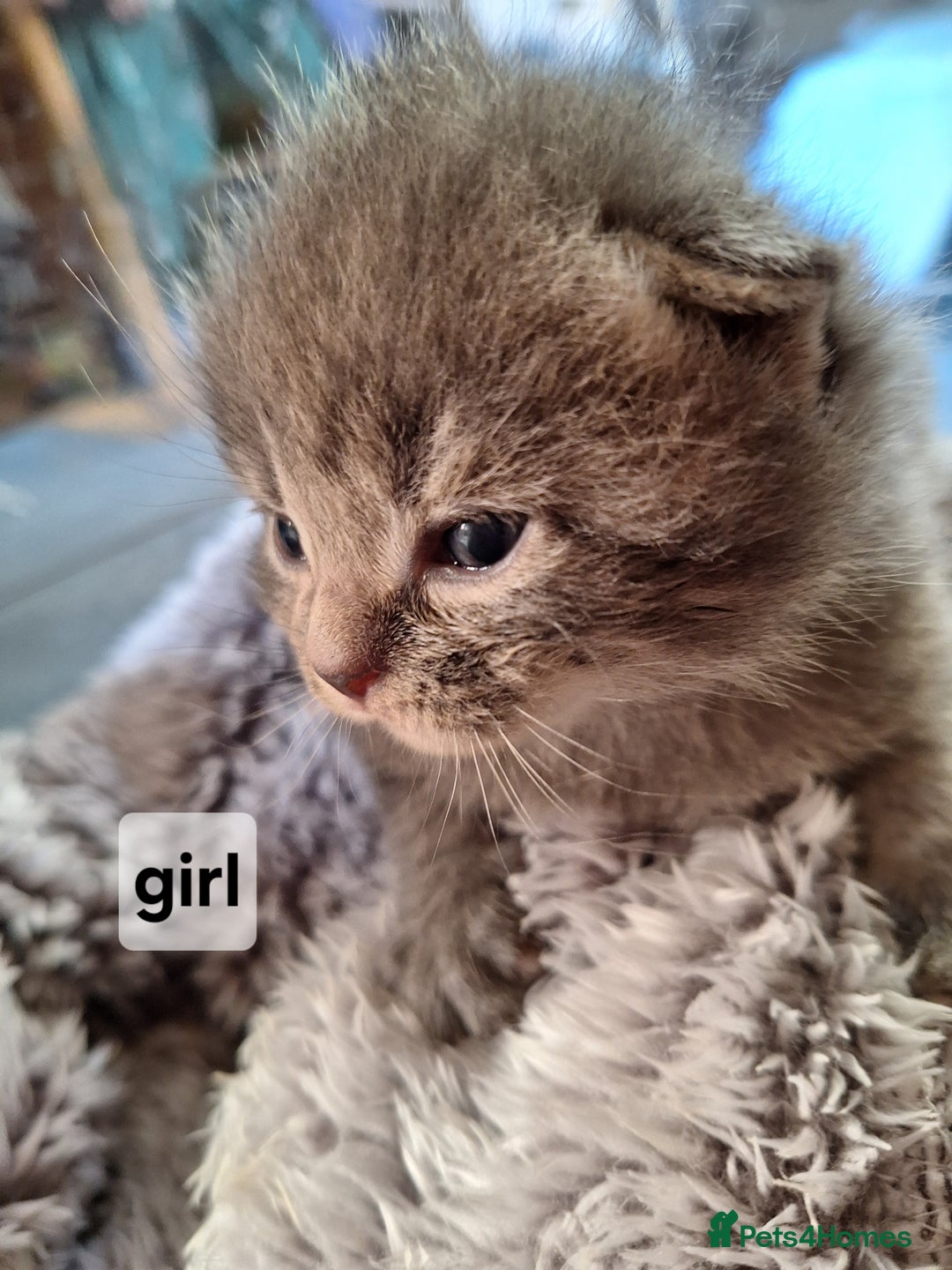 Scottish Fold cats for sale: 7 kittens for sale - ready 16th december - Image 3