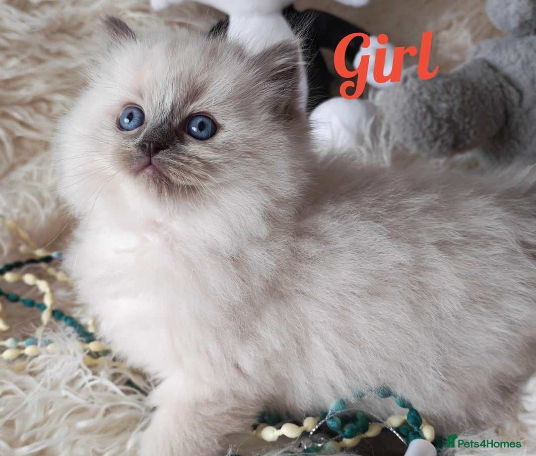 Ragdoll cats for sale: GCCF REGISTER KITTENS  - Advert 8