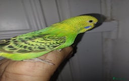 Budgerigars birds for sale: Hand reared super tame budgies chick - Image 6