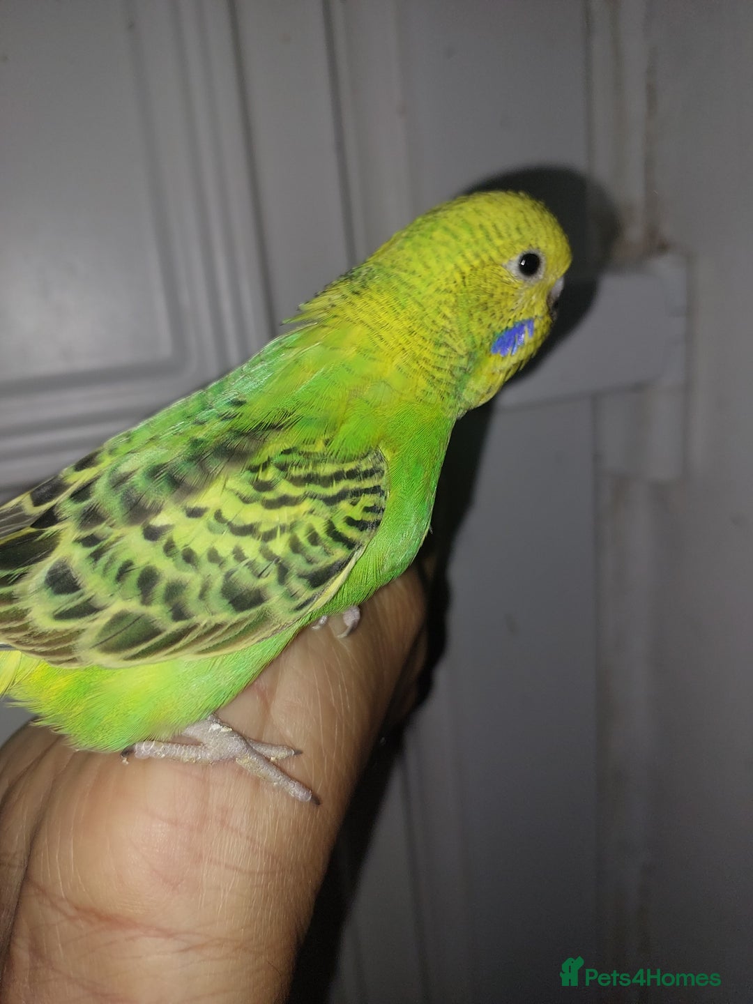 Budgerigars birds for sale: Hand reared super tame budgies chick - Image 6