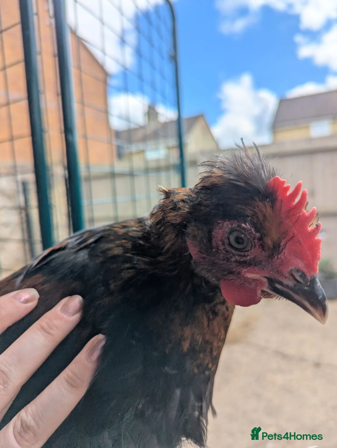 Chickens poultry for sale: Maran cockerel in Peterborough - Advert 3