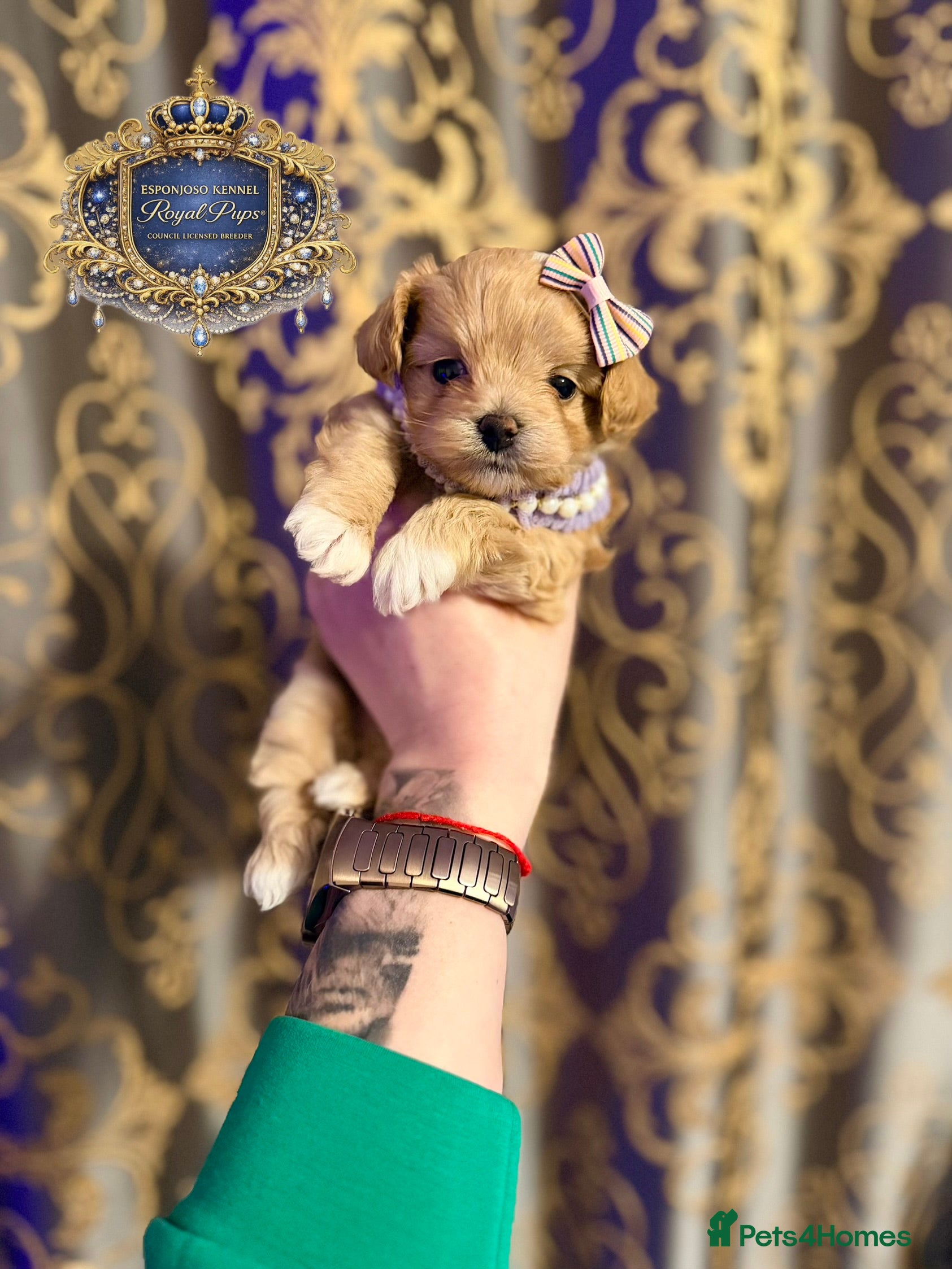 Maltipoo dogs 👑One in a Million F1 tiny Asian Maltipoo👑 - Advert 1