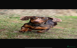 Dachshund dogs for sale: Gorgeous Dappled Dachshund Boy - Image 9
