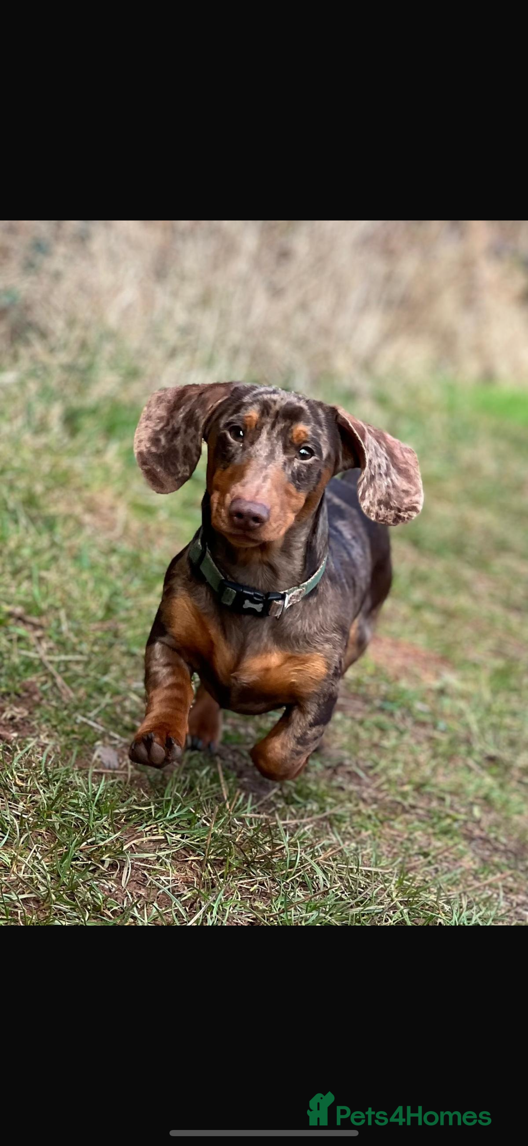Dachshund dogs for sale: Gorgeous Dappled Dachshund Boy - Image 9