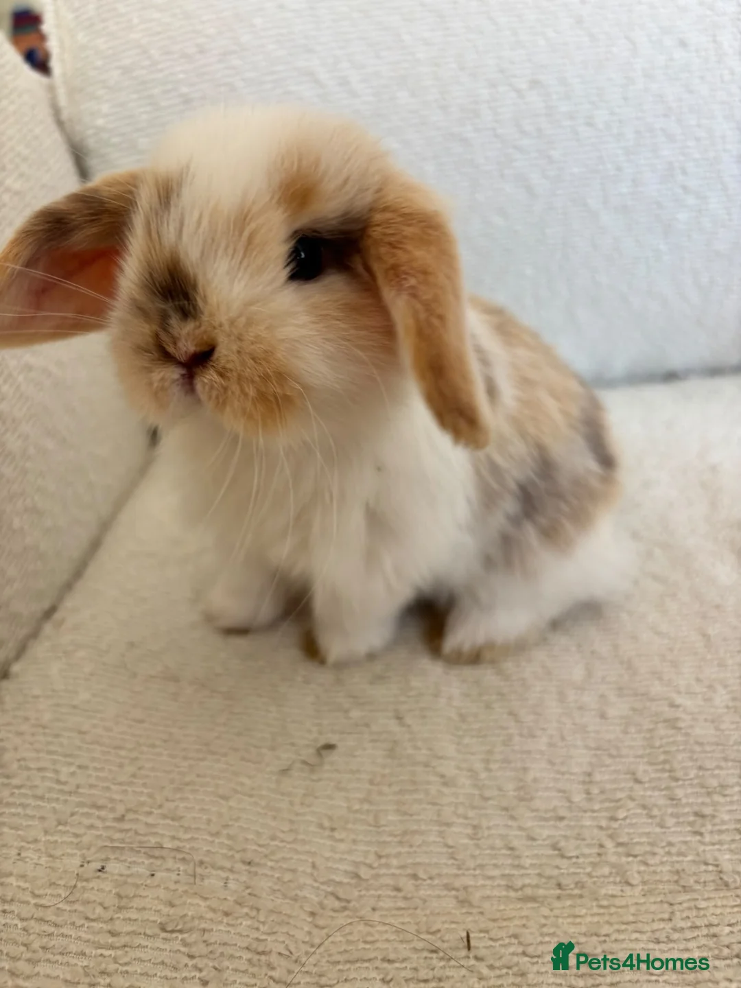 Mini Lop rabbits for sale: Mini Lops, chocolate harlequins - Advert 7