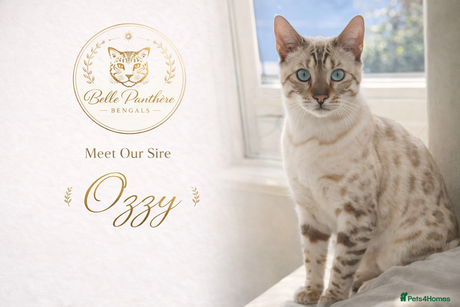 Bengal cats ❄️ Snow Bengal Stud – Ozzy ❄️ - Advert 3