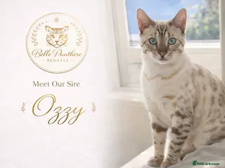 Bengal cats ❄️ Snow Bengal Stud – Ozzy ❄️ - Advert 3