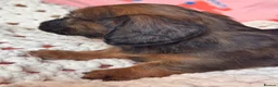 Dachshund dogs for sale: Long & Short haired Sable crea Dachshund puppies  - Advert 20