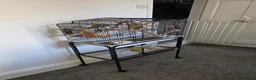 Budgerigars birds for sale: Budgies for sale  - Advert 3