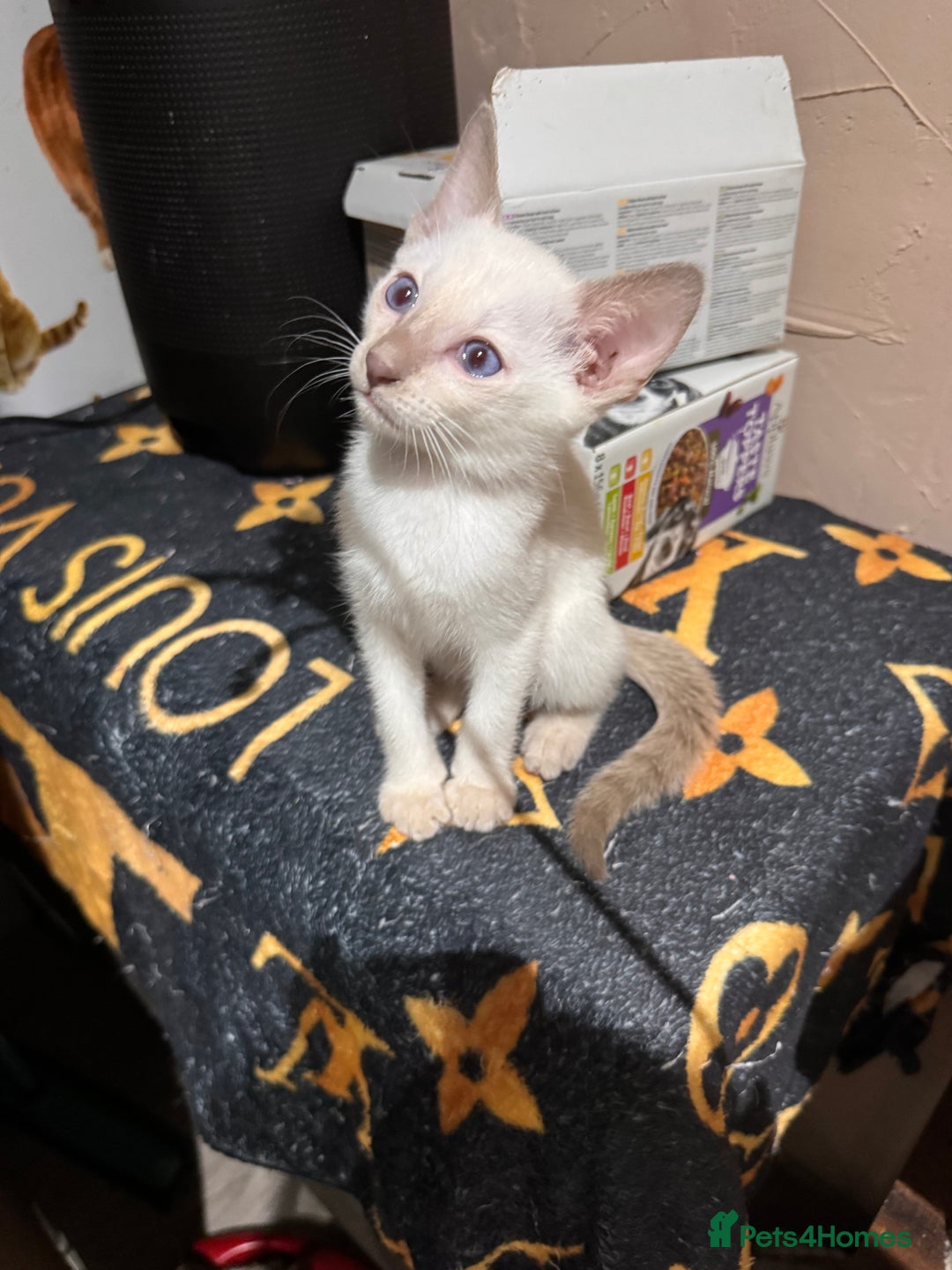 Siamese cats for sale: 4 adorable lilac and chocolate point Siamese  - Advert 14