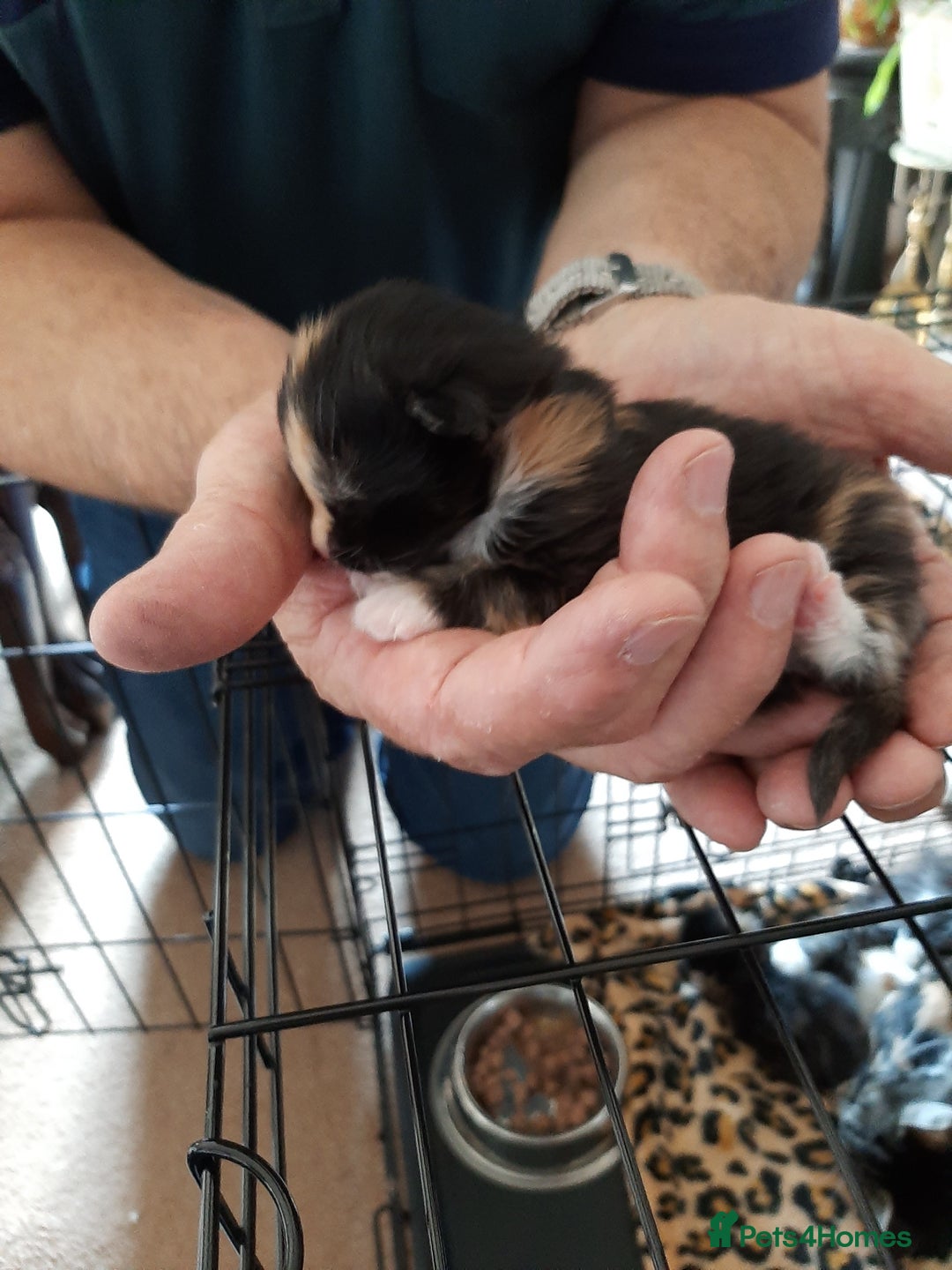 Maine Coon cats for sale: Maine Coon kittens  - Image 16