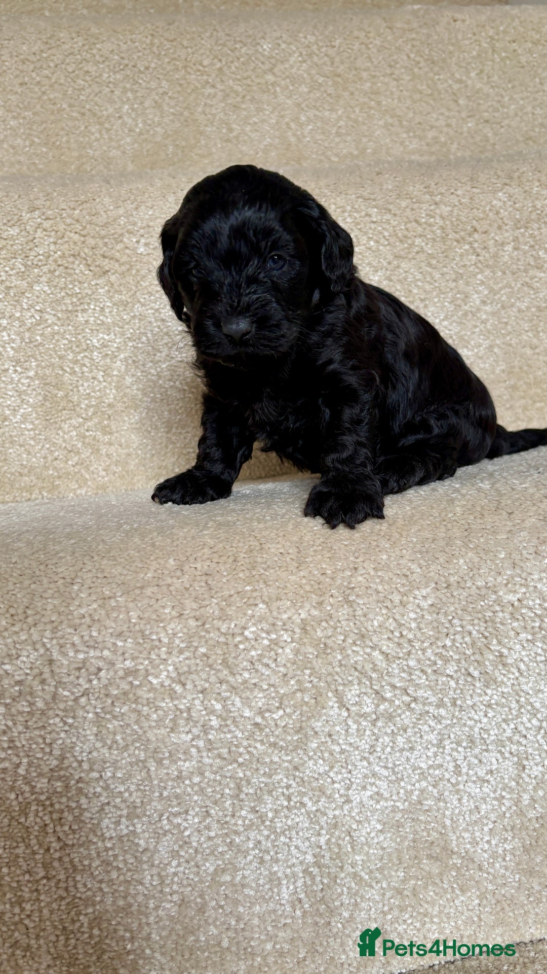 Lhasapoo dogs for sale: ***2 stunning lhasapoos ready this week*** - Advert 14