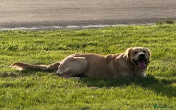 Golden Retriever dogs for stud: Dexx’s looking for a partner - Image 5