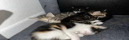 Mixed Breed cats for sale: Beautiful Domestic Shorthair Kittens  🐾 - Advert 7