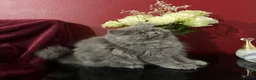 Persian cats for sale: Ready 8th. Fully vacs. Stunning blue Persian girl  - Advert 8