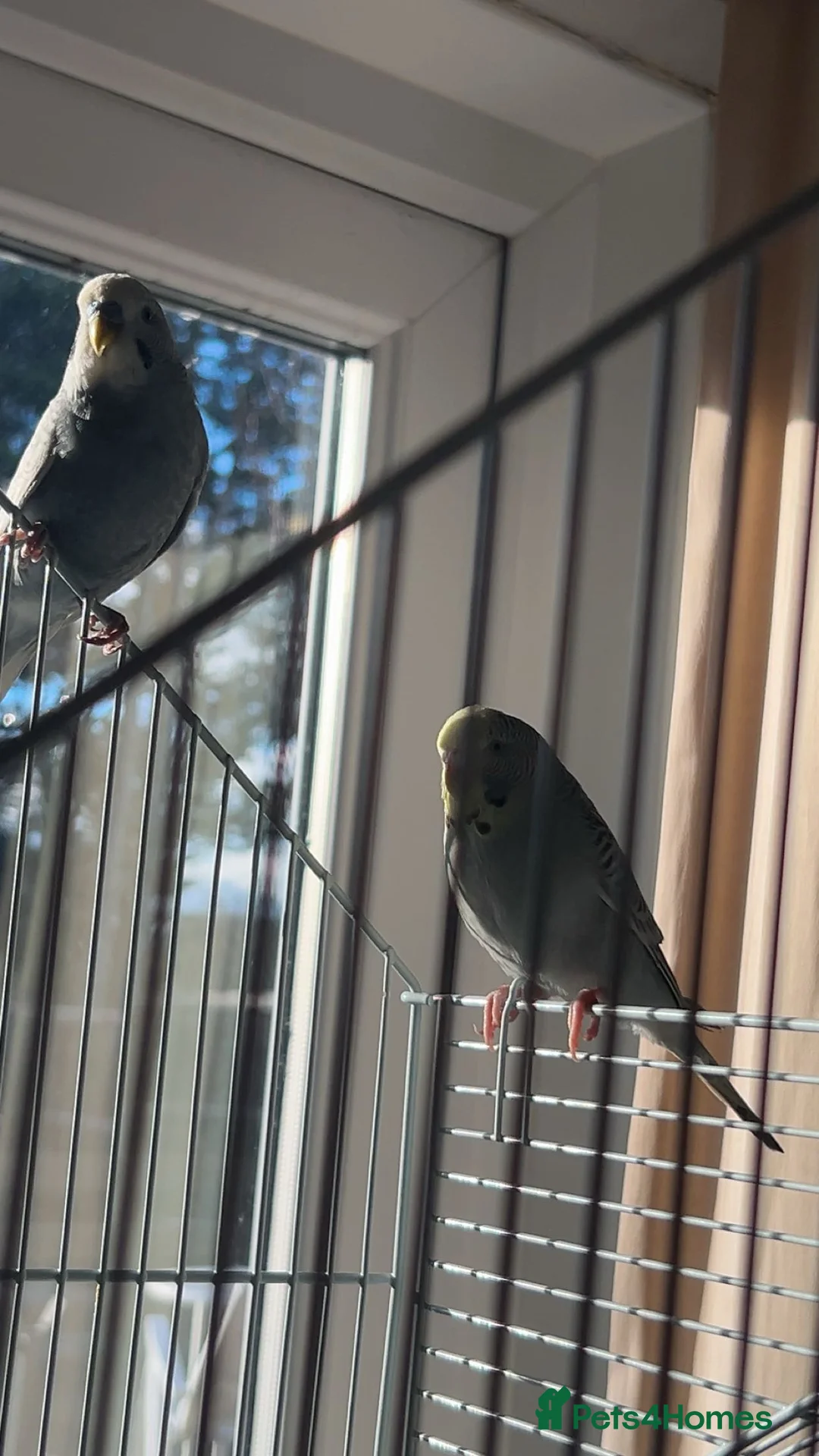 Budgerigars birds for sale: Budgie birds in Gloucester - Advert 2