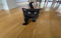 British Shorthair cats for sale: Healthy playful adorable kittens. - Image 17