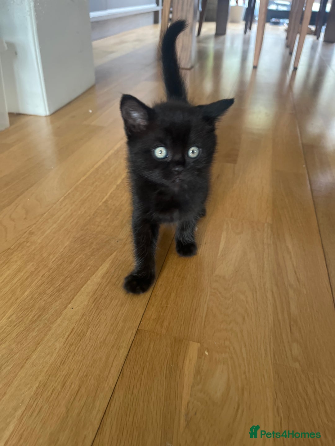 British Shorthair cats for sale: Healthy playful adorable kittens. - Image 17