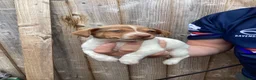 Jack Russell dogs for sale: Docked tail Jack Russel Puppies - Advert 6