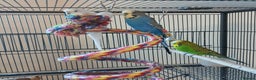 Budgerigars birds for sale: Bluey, Muffin, and Bingo - Advert 3