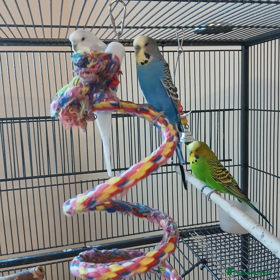 Budgerigars birds for sale: Bluey, Muffin, and Bingo - Advert 3