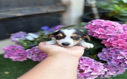 Jack Russell dogs for sale: 2 beautiful Jack Russell puppy girls left  - Image 2