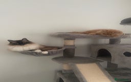 Ragdoll cats for sale: Male ragdoll and male Persian available  - Image 1