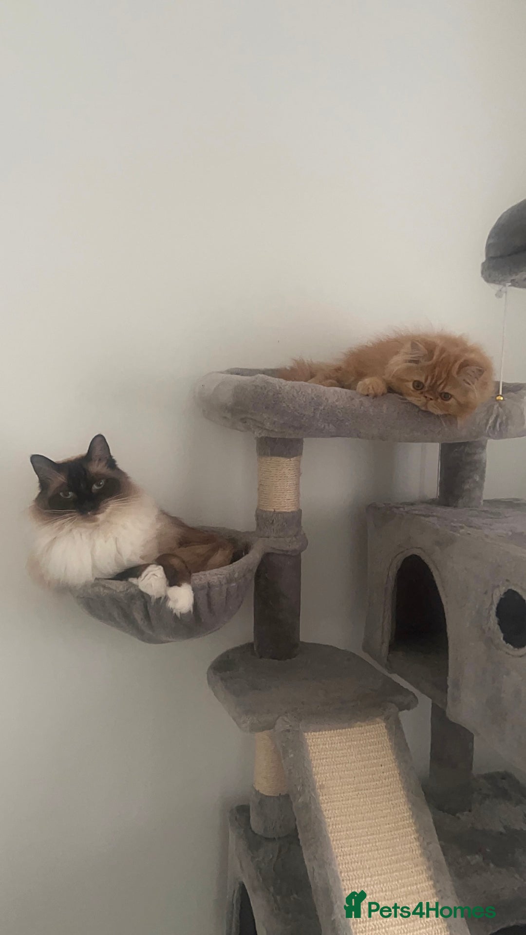 Ragdoll cats for sale: Male ragdoll and male Persian available  - Image 1