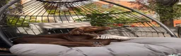 Cocker Spaniel dogs for sale: Cocker spaniel puppies  - Advert 9