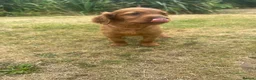 Mixed Breed dogs for sale:  ☘️ Golden Irish puppies available  ☘️ - Advert 26