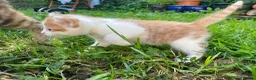 Mixed Breed cats for sale: Kittens for sale in Bridport - Advert 6