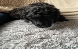 Toy Poodle dogs for sale: Toy poodle - Image 3