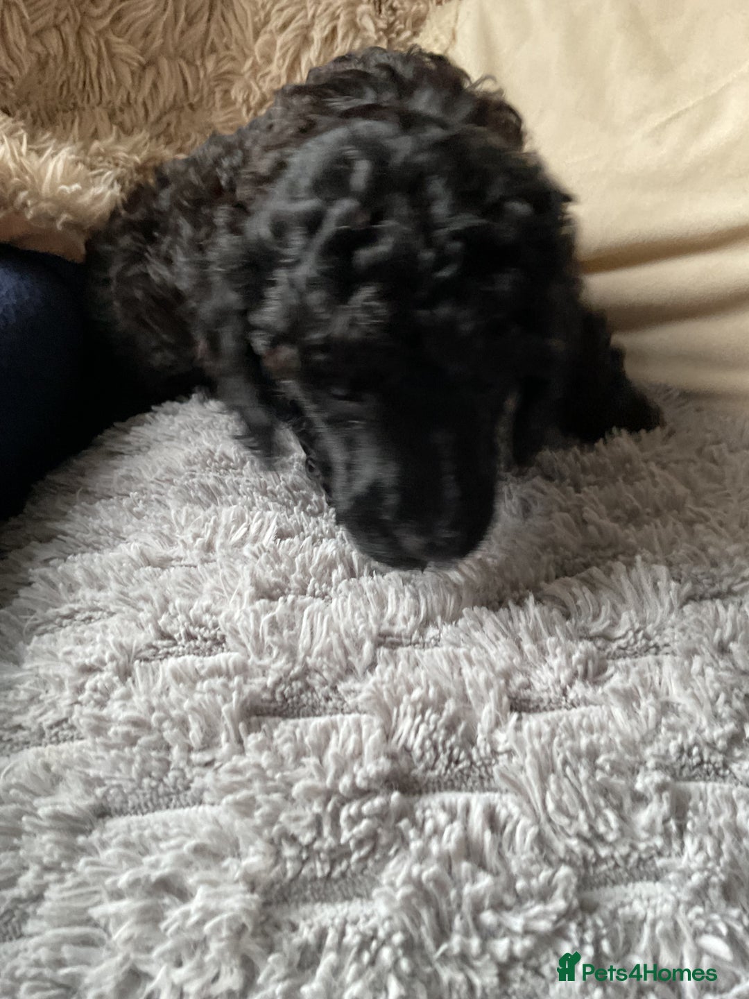 Toy Poodle dogs for sale: Toy poodle - Image 3
