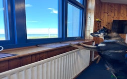 Mixed Breed dogs for sale: Alaskan Rottweiler Chow - Image 5